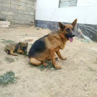 ژرمن نرشناسنامه دار