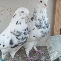 کبوتر دوجفت پرشی