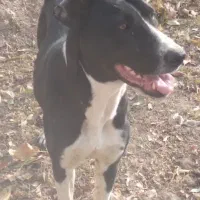 سگ نگهبان|سگ|ساوه, |دیوار