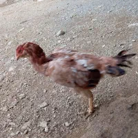 دعدد مرغ لاری تخم گذار|حیوانات مزرعه|نالوس, |دیوار