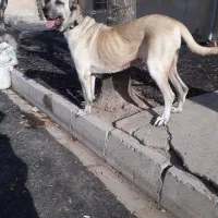 ماده سراب نسل دار|سگ|قزوین, |دیوار