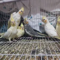 عروس هلندی|پرنده|زبرخان, |دیوار