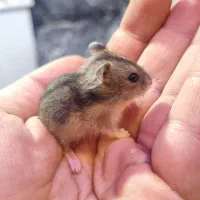 همستر  اهلی و نژاد باهوش ( بهترین نژاد همستر)