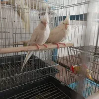 عروس هلندی آلبینو