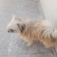 سگ پا کوتوله