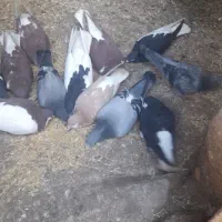 کبوتر|پرنده|زنجانرود, |دیوار