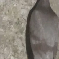سلام کفتر جوجه فروشی