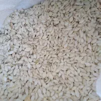 تخمه کدو آجیلی|خوردنی و آشامیدنی|سیلوانه, |دیوار