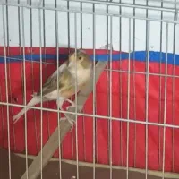 قناری نر اماده|پرنده|اصفهان, شاه پسند|دیوار