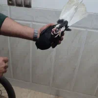 کبوتر|پرنده|زارچ, |دیوار