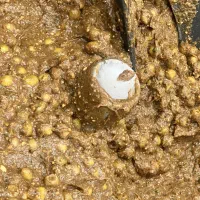 زیتون پرورده