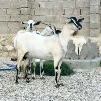 بز سومال