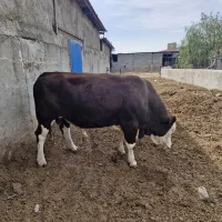 کارگر گاوداری