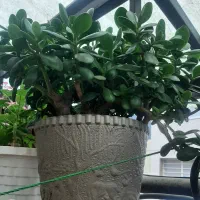 گلدان بزرگ گل ثروت فروشی