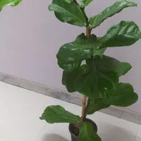 فیکوس برگ پهن با ارتفاع  یکمتر و سی سانت