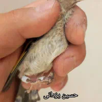جوجه سهره زیر باری دهن لر