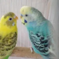 یک جفت مرغ عشق