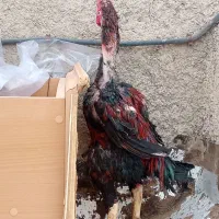 خروس لاری یه چشم