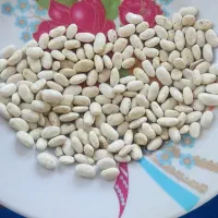 بذر لوبیا سفید پایه بلند