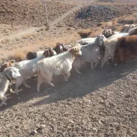 ۱۸ راس بز و گیسه آبستن کورکی راینی|حیوانات مزرعه|کرمان, |دیوار