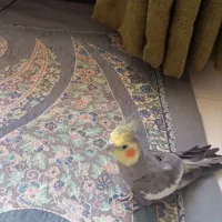 عروس هلندی بالغ نر