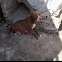 گمشده