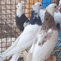 کبوتر طوقی|پرنده|بن, |دیوار