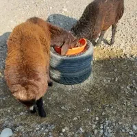 دوعددبره نرچاق|حیوانات مزرعه|آذرشهر, |دیوار