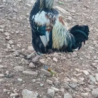 خروس جوان|حیوانات مزرعه|پاوه, |دیوار