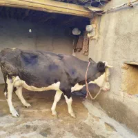 گاوسیمینتال4ماه آبستن