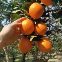 فروش ،پرتقال ،نارنگی سوپر|عمده‌فروشی|شیرگاه, |دیوار