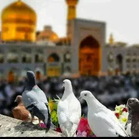 هتل ۳ ستاره و ۲ستاره تور  ریلی