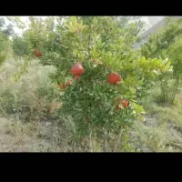 باغ انار ۱۴۶۰ متر مربع واقع در چهارطاق.|فروش دفتر صنعتی، کشاورزی، تجاری|کهن آباد, |دیوار