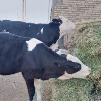 دوعدد گوساله سیمنتال