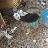 سیبرایت