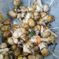 حلزون تخم گذار و حالوژن ساز