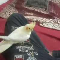 عروس هلندی گم شده