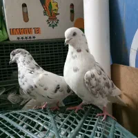 کبوتر نروماده کاشونی