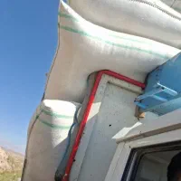 کاه گندم وجو ولوبیا