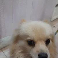 پامرانین یک ساله|سگ|شاهینشهر, شهرک هشت بهشت|دیوار