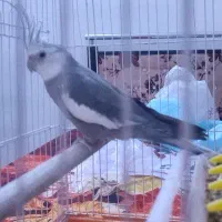 بشرط سالم و جوان