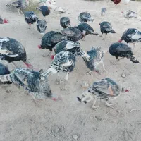 حیوانات مزرعه|حیوانات مزرعه|خاش, |دیوار