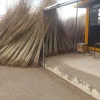 نهال صنوبرنیگرااصل|خدمات باغبانی و درختکاری|ماکو, |دیوار