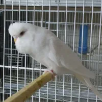 مرغ عشق نر انگلیسی چشم فالو|پرنده|زاهدان, |دیوار