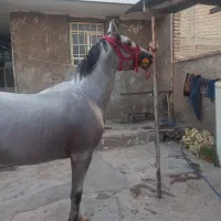 نریون دوسر مدارک دار|اسب و تجهیزات اسب‌سواری|اهواز, امانیه|دیوار