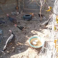 جوجه بوقلمون