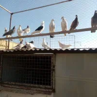 کبوتر|پرنده|ملارد, |دیوار