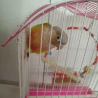 طوطی گرینچیگ