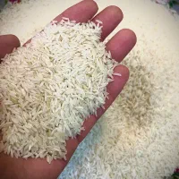 برنج طارم دو بار الک شده کشت دوم