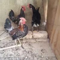 خروس گلین ۱۰ماهه جوان سالم واکسن خورده|حیوانات مزرعه|خمینیشهر, |دیوار